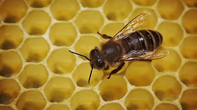 Einer Studie zufolge schlafen Bienen nach "Berufsgruppen" getrennt voneinander.