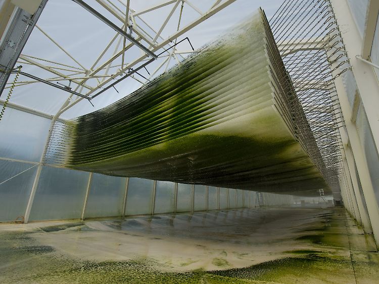 Algen tropfen durch Filtermatten in einem Foliengewächshaus des Instituts für Bio- und Geowissenschaften.
