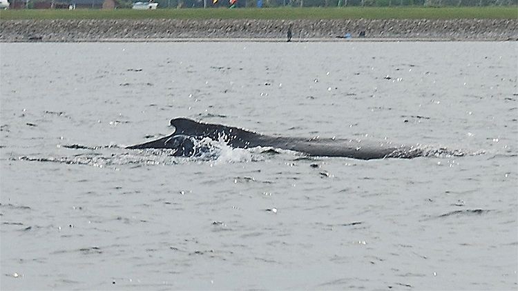 Zwei Flossen schauen aus dem Ostseewasser: Eine Buckelwalkuh ist mit ihrem Kalb unterwegs. 
