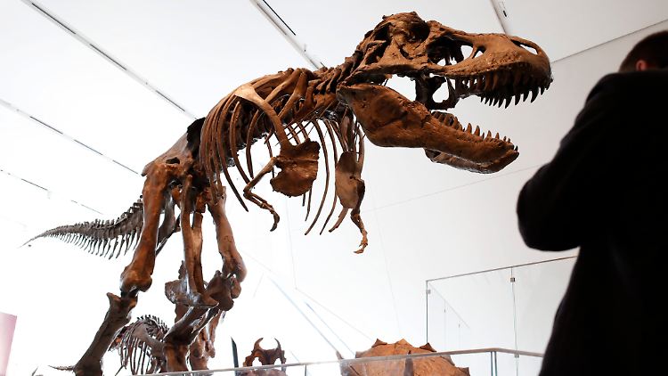 Zu Lebzeiten hätte dieser T-Rex wohl noch Verstärkung an seiner Seite gehabt.