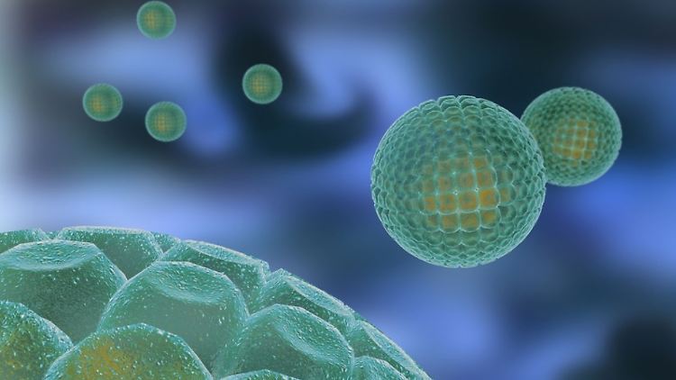 Schematische Darstellung eines Hepatitis-C-Virus: Eine Infektion bleibt oft lange unerkannt.