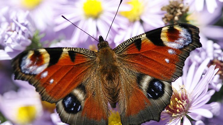 Tagpfauenaugen gehören zu den Gewinnern des Klimawandels. Andere Schmetterlingsarten sind inzwischen vom Aussterben bedroht.
