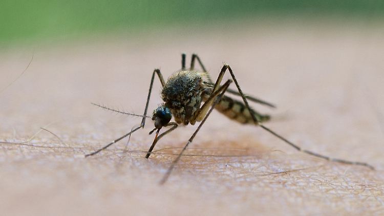 Wissenschaftler schlagen Alarm: in Südostasien breitet sich ein Malaria-Erreger aus, der gegen ein Standardmedikament resistent ist.