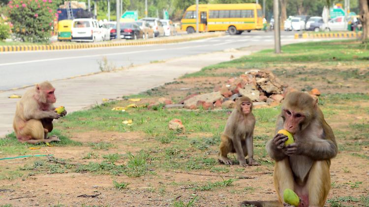 Auf der Jagd nach Futter: Rhesusaffen auf einer Kreuzung in Neu Delhi.