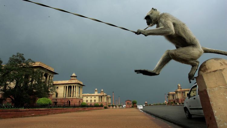 Languren sind größer als normale Affen und könnten ihre Artgenossen vertreiben - wenn dies nicht verboten wäre.