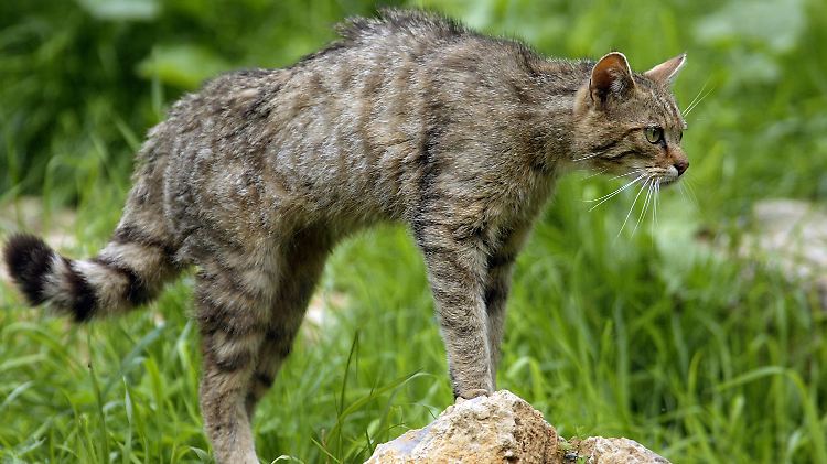 Eine Wildkatze in Kronberg (Hessen) beobachtet ihr Revier.