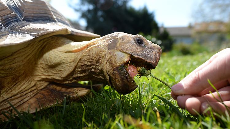 Die "Ninja Turtles" essen gern Pizza, echte Schildkröten nicht - sie bevorzugen Grünzeug. Diese Riesenschildkröte heißt übrigens Clotherich.