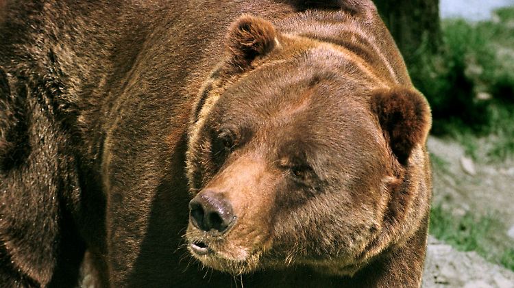 Noch hat der russische Bär genug Winterspeck.