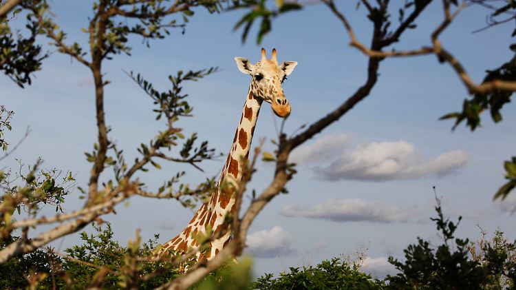 Eine Giraffe in der nigerianischen Savanne: Ihre Artgenossen sind womöglich weit entfernt. Doch Giraffenlaute überbrücken weite Distanzen.