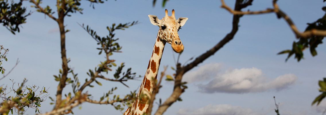 Eine Giraffe in der nigerianischen Savanne: Ihre Artgenossen sind womöglich weit entfernt. Doch Giraffenlaute überbrücken weite Distanzen.