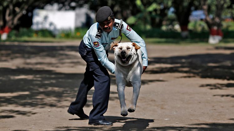 Polizeihunde sollen sie nicht ersetzen, aber die Straßenhunde, die nun ausgebildet werden, könnten einfache Aufgaben übernehmen. Beamte sprechen von "freundlichen Helfern" auf Straßen und Märkten.