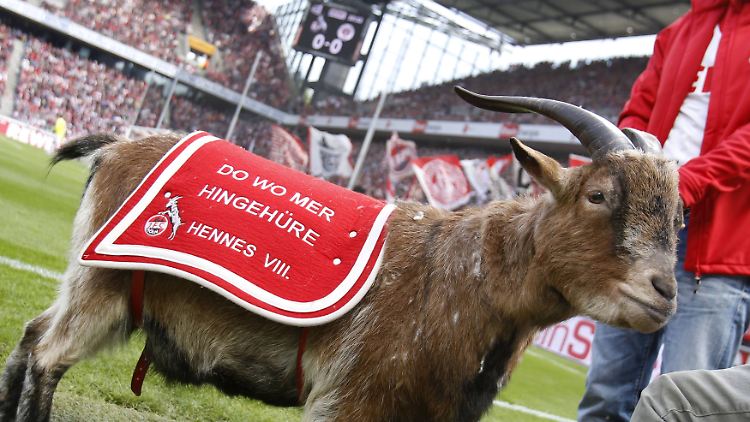 Mit dem FC kehrt auch der sportlichste Geißbock der Republik in die Bundesliga zurück.