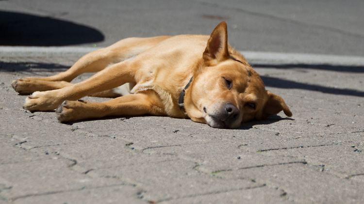Hunde sollten sich bei sommerlichen Temperaturen körperlich nicht anstrengen müssen.