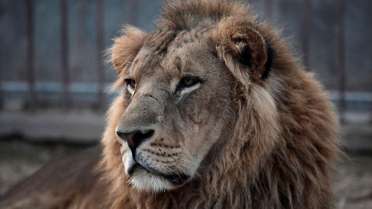 Die Tiere im Zoo von al-Bisan verharren in Angststarre.