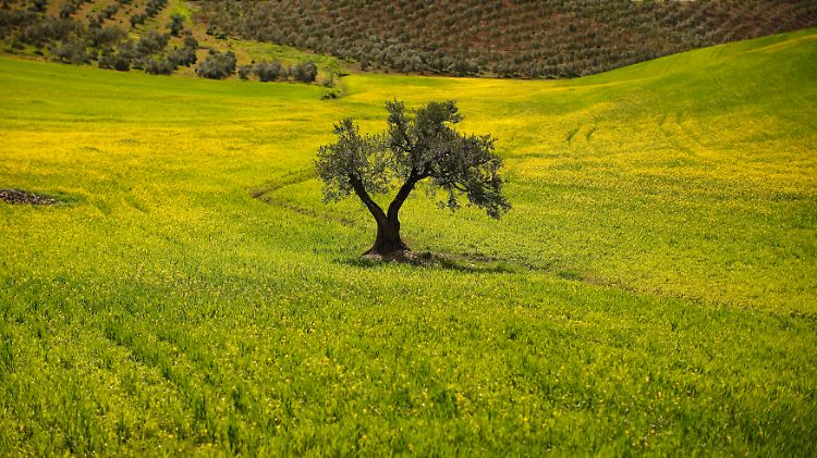 Ein einzelner Olivenbaum auf einem Feld in der Nähe von Malaga: In Spanien droht ein erheblicher Ernteeinbruch  der auch den Olivenölpreis deutlich nach oben schrauben könnte.