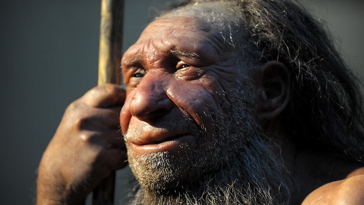 Nachbildung eines älteren Neandertalers im Neanderthal-Museum in Mettmann.