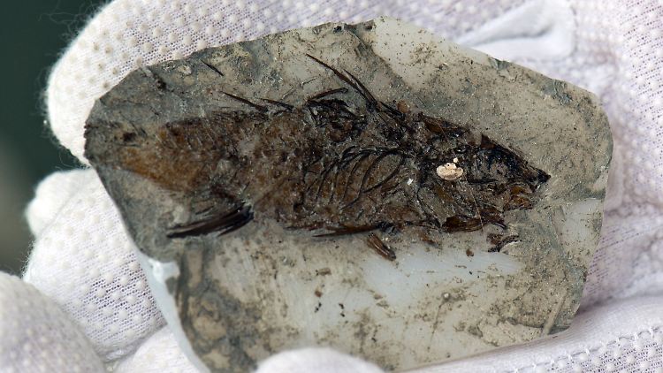 Die in Frankfurt entdeckten Fischskelette sind etwa 20 Millionen Jahre alt.