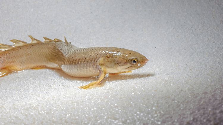 Ein Polypterus senegalus auf dem Trockenen.