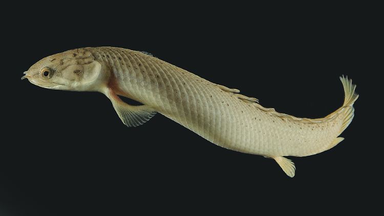 Schwimmender Polypterus senegalus: Normalerweise verbringen diese Fische die meiste Zeit im Wasser.
