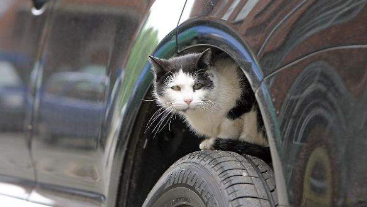 Eine Katze fürs Eigenheim - eine Prämie beim Neuwagenkauf: Russland und die Sberbank wollen die Wirtschaft ankurbeln.