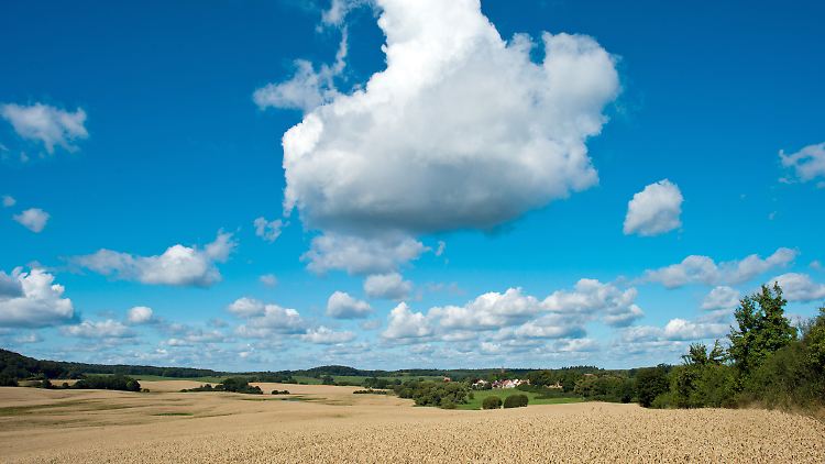 Wolken am blauen Himmel ziehen über ein Weizenfeld im uckermärkischen Altkünkendorf nahe Angermünde (Brandenburg).