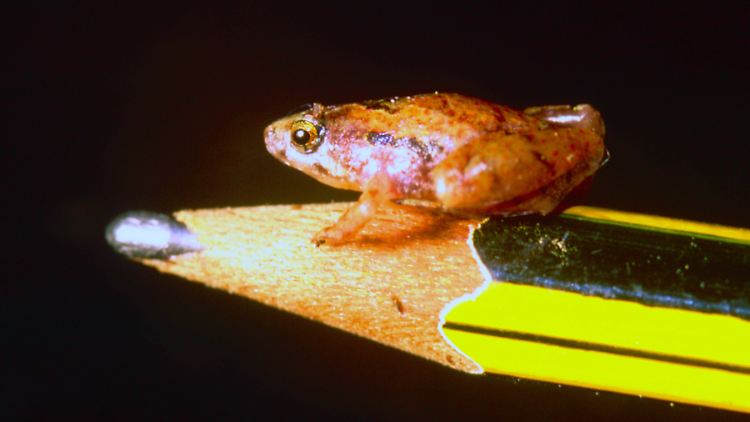 Er passt auf eine Bleistiftspitze: ein ausgewachsenes Exemplar von Microhyla nepenthicola.