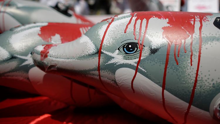 In Japan hat die Jagdsaison für Delphine begonnen - Tierschützer protestieren mit diesen Delfin-Puppen dagegen.