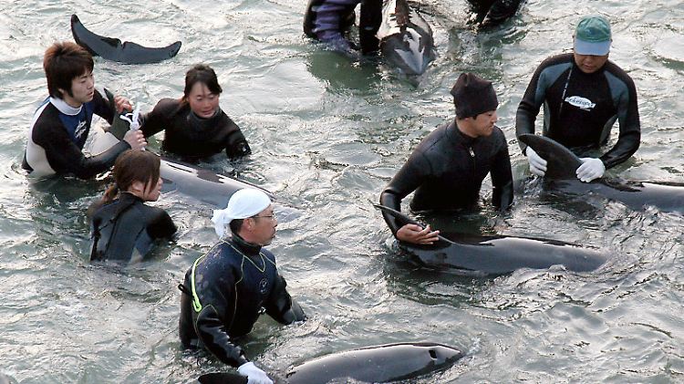 Du musst sterben, du darfst leben: Fischer beurteilen die gefangenen Delfine, nur die schönsten und stärksten können an Aquarien verkauft werden.