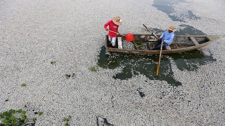 Auf dem Cajititlan-See treiben unzählige tote Fische. 