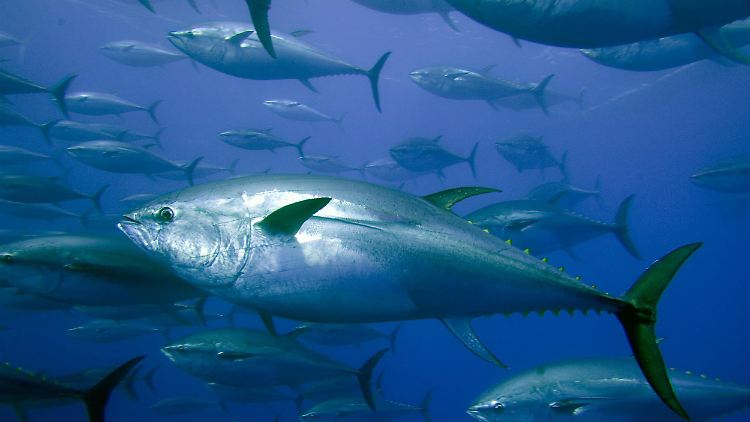 Ein Schwarm Blauflossen-Thunfische im Meer.