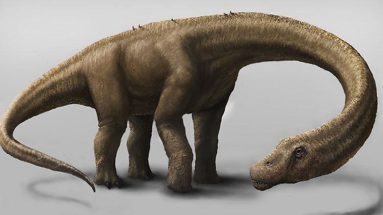 Dreadnoughtus schrani, ein Dinosaurier aus der Gruppe der Titanosaurier: Einen der größten Dinosaurier dieser Art weltweit haben Forscher jetzt in Argentinien entdeckt.