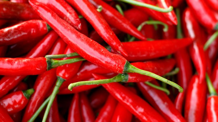 Das in Chili enthaltene Capsaicin macht die Schoten zum schärfsten Lebensmittel überhaupt.