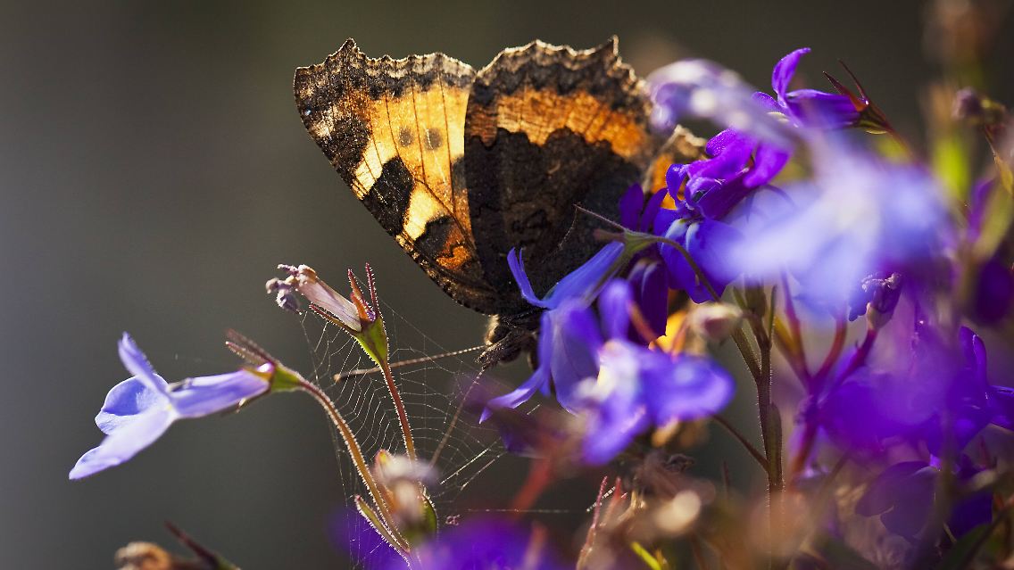 imago58660271h.jpg