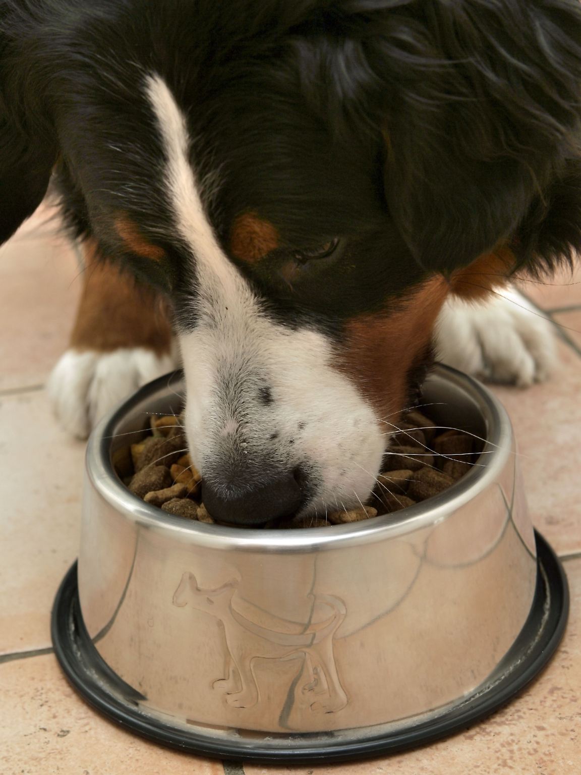 Schokolade, saure Gurken, Chips - Heißhunger kann man auf vieles haben. Socken hingegen sind doch eher außergewöhnlich - selbst für Tiere. 