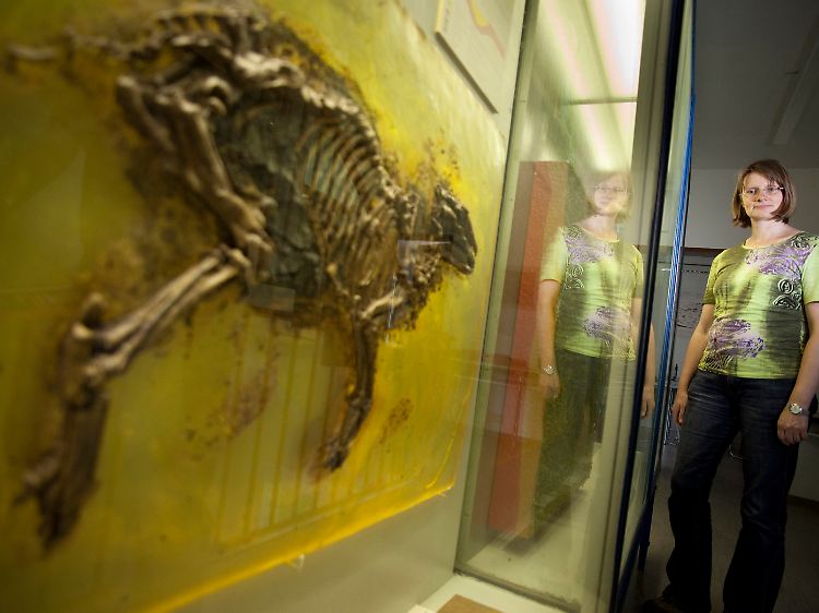 Sonja Wedmann, Grabungsleiterin der Senckenberg-Forschungsstation in der Grube Messel, im Institutsgebäude neben einem Abguss eines präparierten Urpferdes.