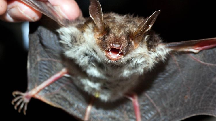 Fledermäuse sind fliegende Säugetiere. 