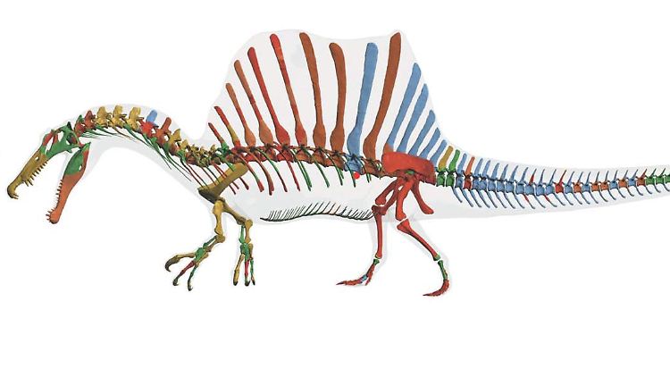 Digitale Darstellung des Skeletts des Spinosaurus. Der vor 95 Millionen Jahren lebende Spinosaurus war der größte jemals lebende Raubsaurier.