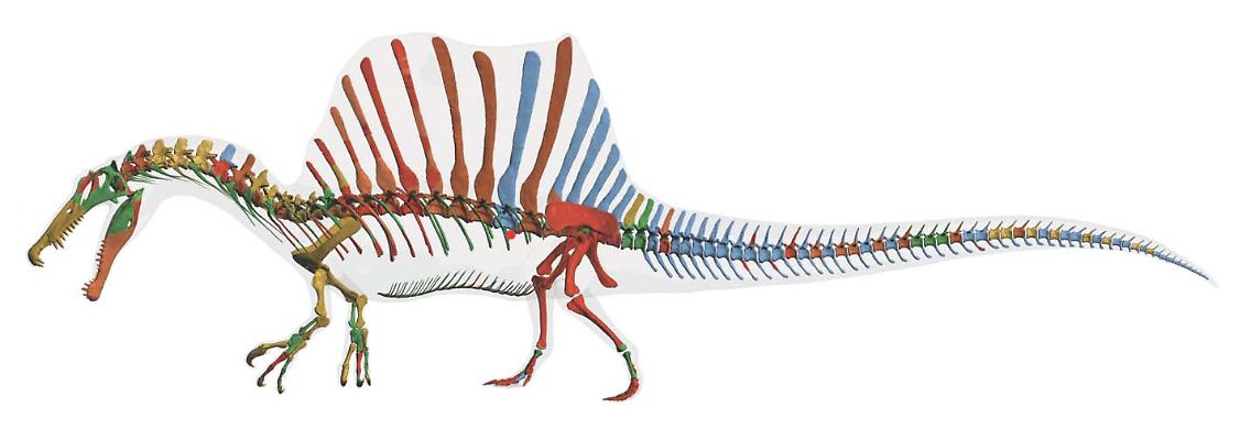 Darstellung des Skeletts des Spinosaurus. Der vor 95 Millionen Jahren lebende Spinosaurus war der größte jemals lebende Raubsaurier.
