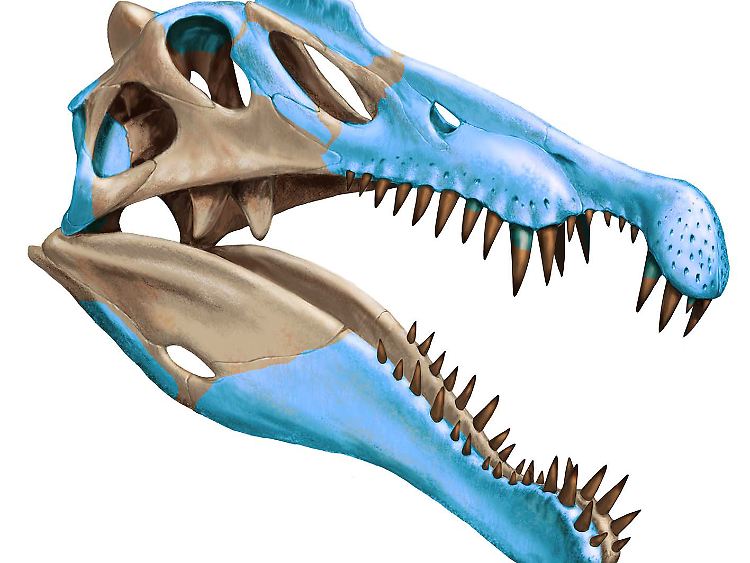 Digitale Darstellung des Schädels des Spinosaurus.