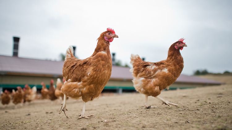 Das Haushuhn stammt von einem südostasiatischen Wildhuhn ab.