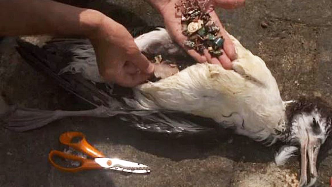 Plastikmüll Helgoland.JPG