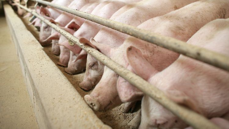 Schwein gehabt: Ihre Haltung soll sich verbessern - wenn auch zögerlich.