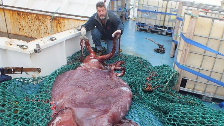 Mit rund 500 Kilogramm ist das von der "San Aspiring"-Crew gefundene Weibchen der wohl bisher schwerste untersuchte Riesenkalmar. 