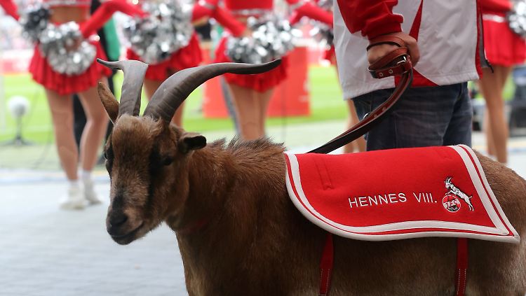 Zwar geht es Hennes gut, er war aber in großer Gefahr: Er hätte vor Langeweile sterben können.
