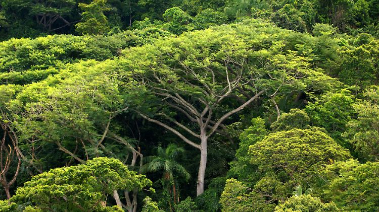 Den genauen Fundort der "Weißen Stadt" im Urwald Honduras halten die Forscher noch geheim.