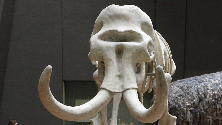 Nachbildung eines Mammutskeletts in Stuttgart: Komplett erhaltene Skelettfunde der vor über 10.000 Jahren lebenden Tiere sind sehr selten.