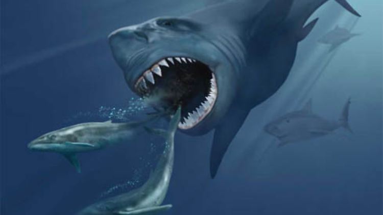 Der Megalodon genannte Riesenhai stand im Meer wohl an der Spitze der Nahrungskette.