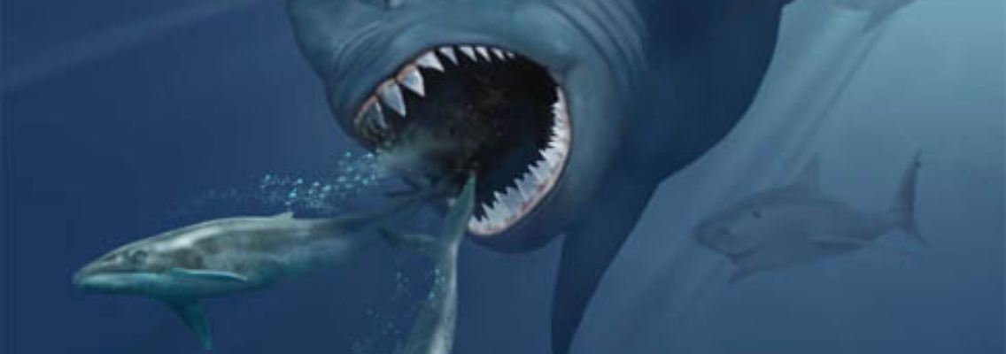 VMNH_megalodon.jpg