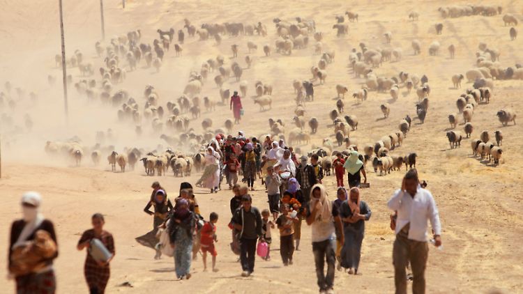 Kurdische Jesiden flüchten im August mit ihren Tieren im Nordirak vor Kämpfern der islamistischen Miliz Islamischer Staat durch die Wüste. 