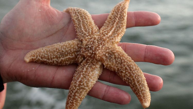 Schön und fragil: Seesterne reagieren empfindlich auf Veränderungen in der Umwelt - vor allem Jungtiere.